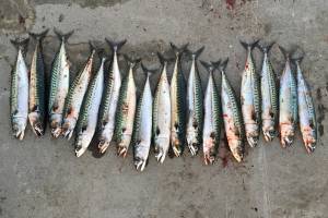 Makrelenfang in Norwegen